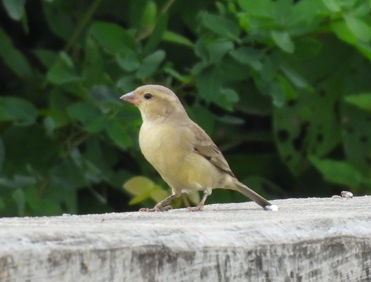 セアカスズメ - ML645825091