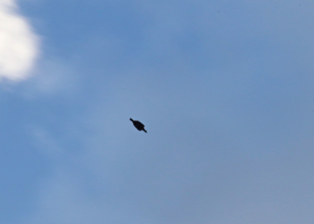 Bare-necked Fruitcrow - ML645825095