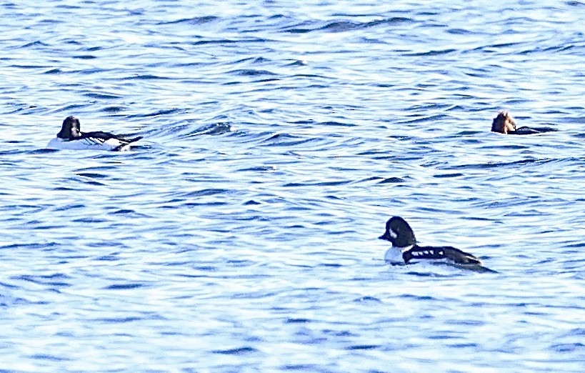 Barrow's Goldeneye - ML645825096