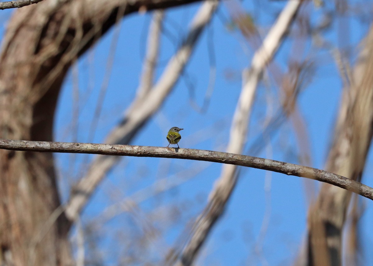 Short-tailed Pygmy-Tyrant - ML645825100
