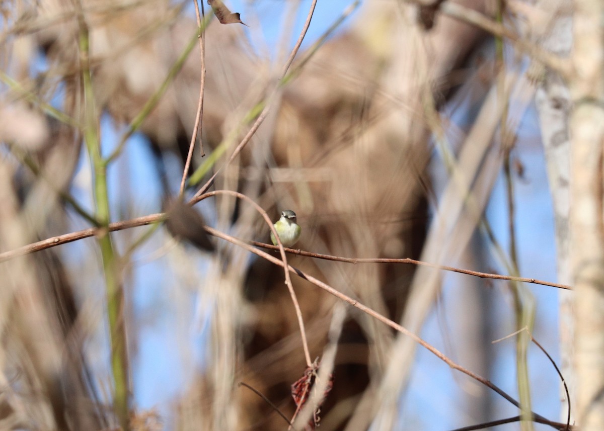 Short-tailed Pygmy-Tyrant - ML645825101