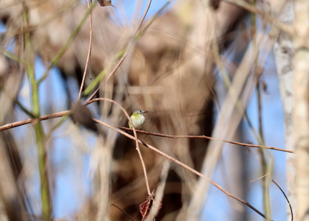 Short-tailed Pygmy-Tyrant - ML645825102