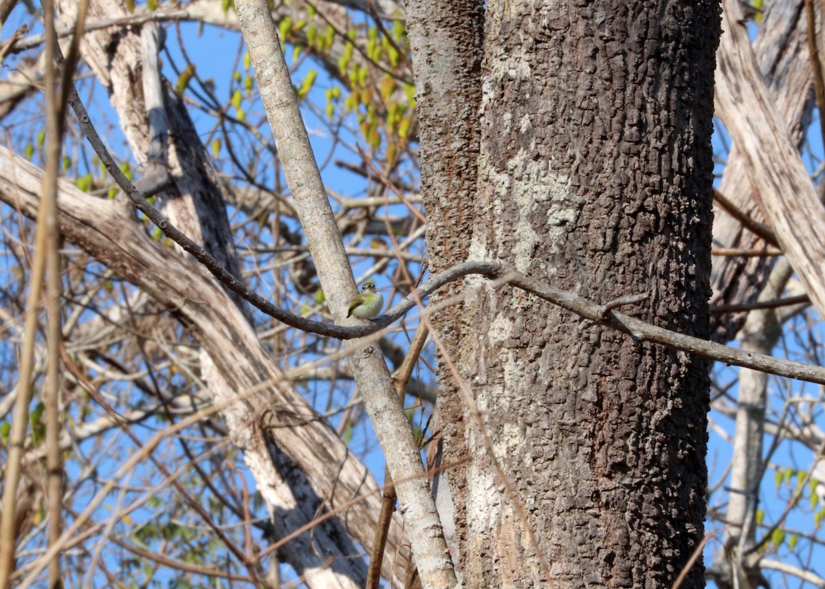 Short-tailed Pygmy-Tyrant - ML645825103