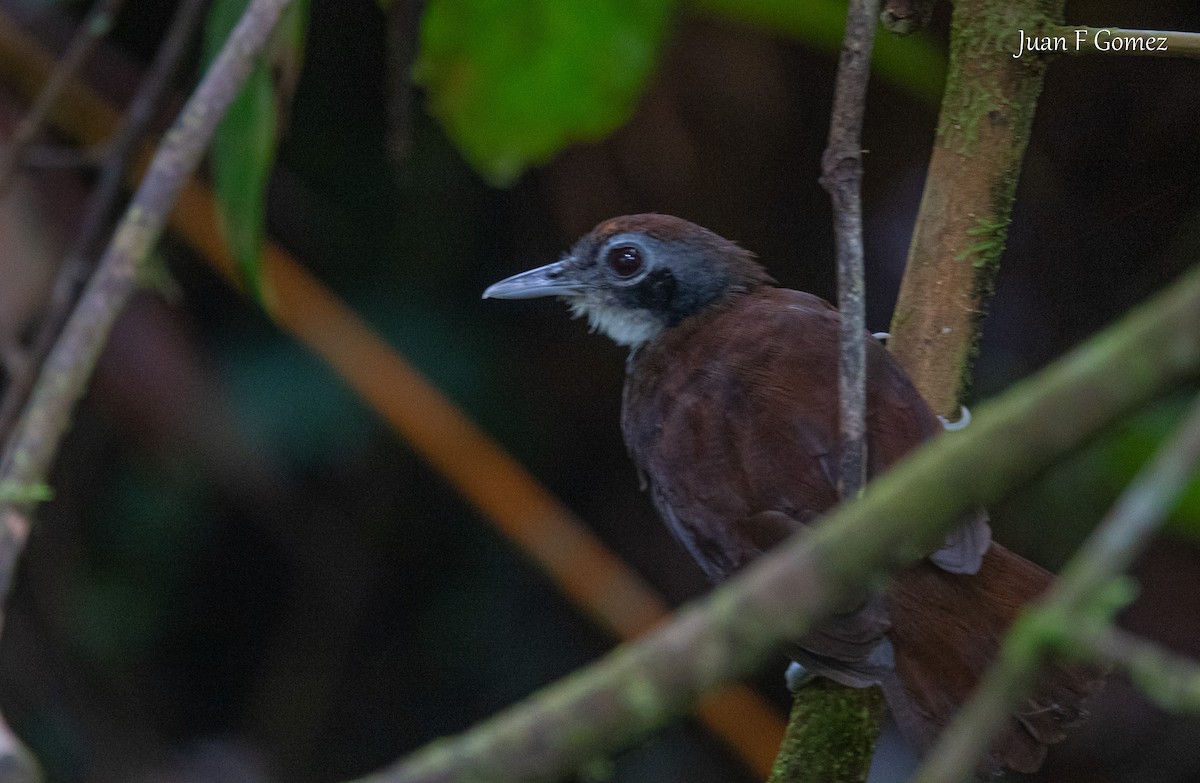 Bicolored Antbird - ML645825105
