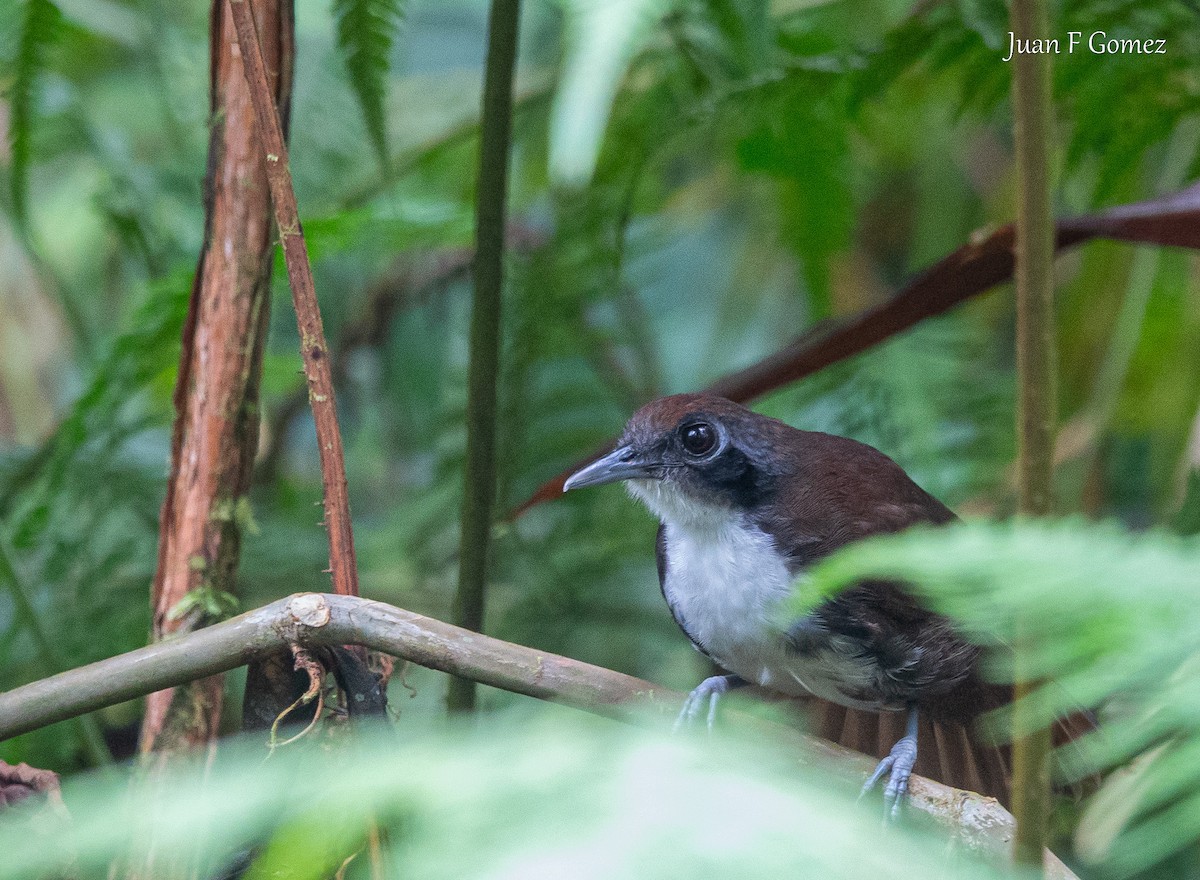 Bicolored Antbird - ML645825106