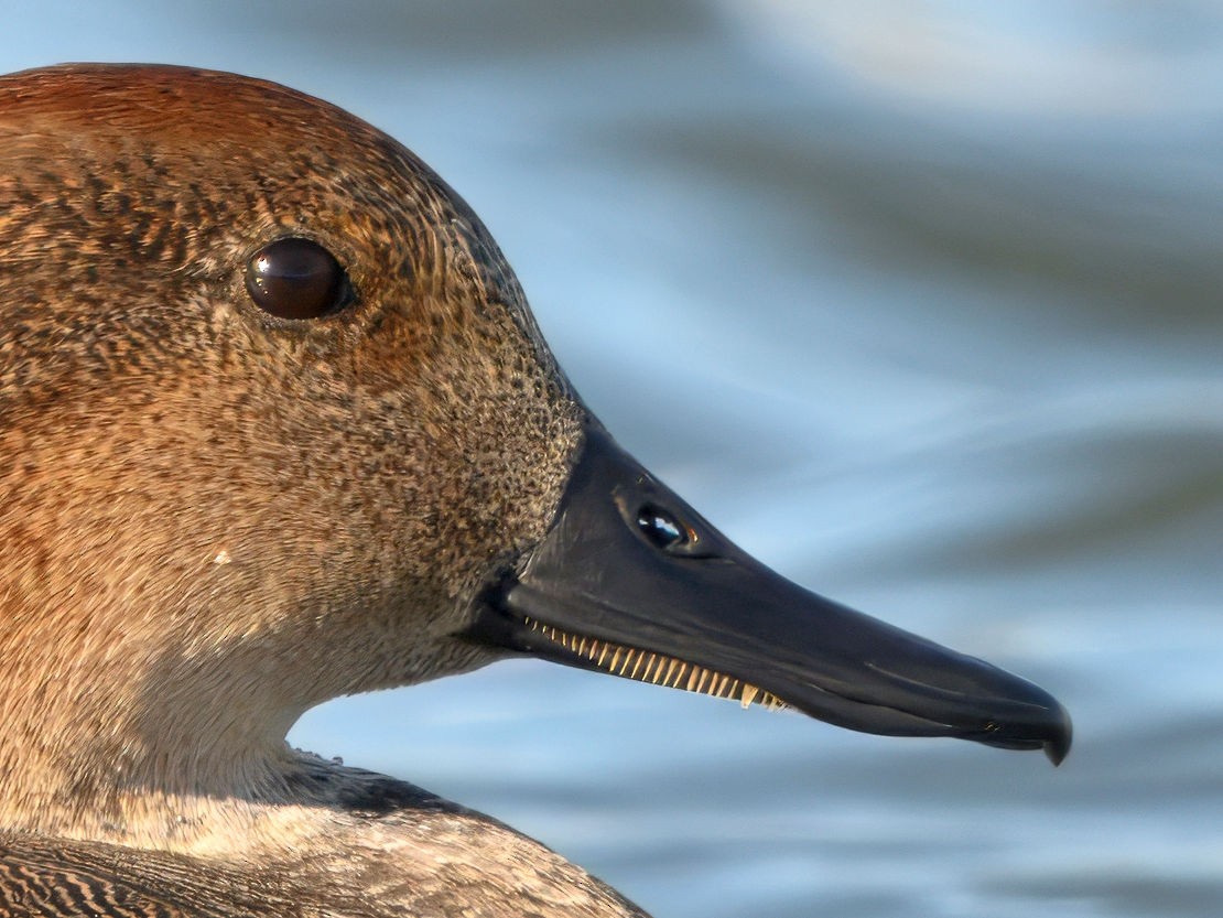 Серая утка - ML645825113