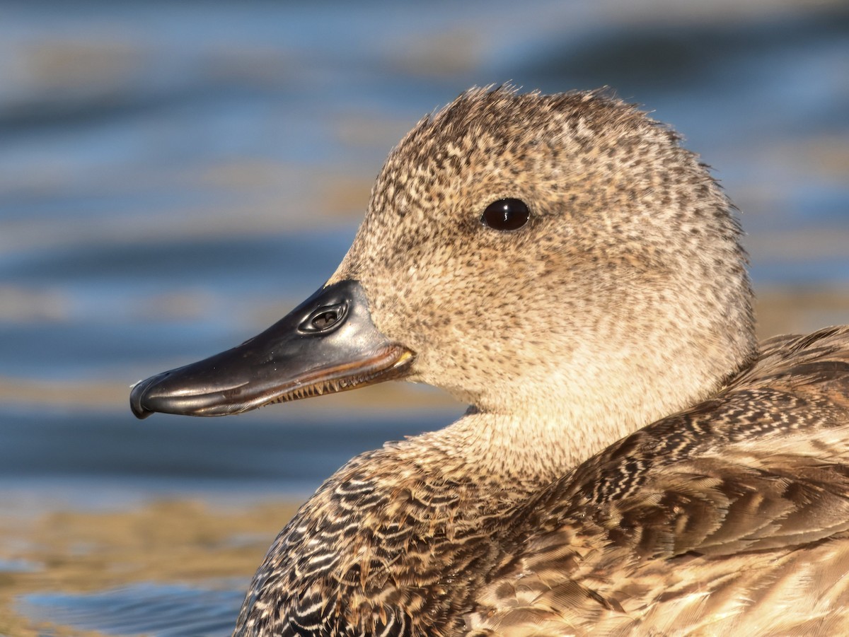 Серая утка - ML645825114