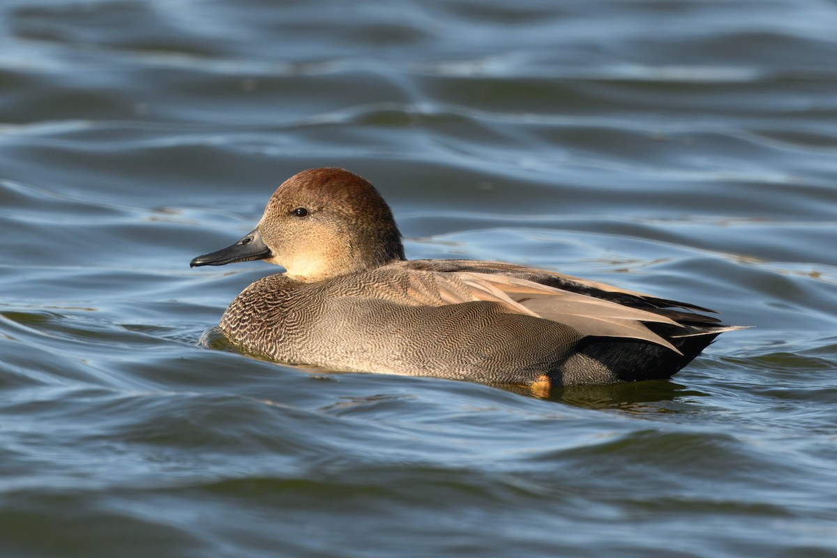 Серая утка - ML645825116