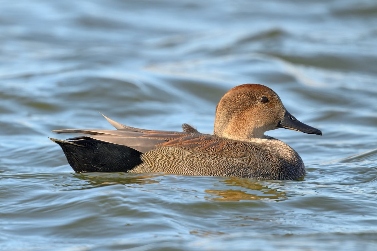 Серая утка - ML645825117