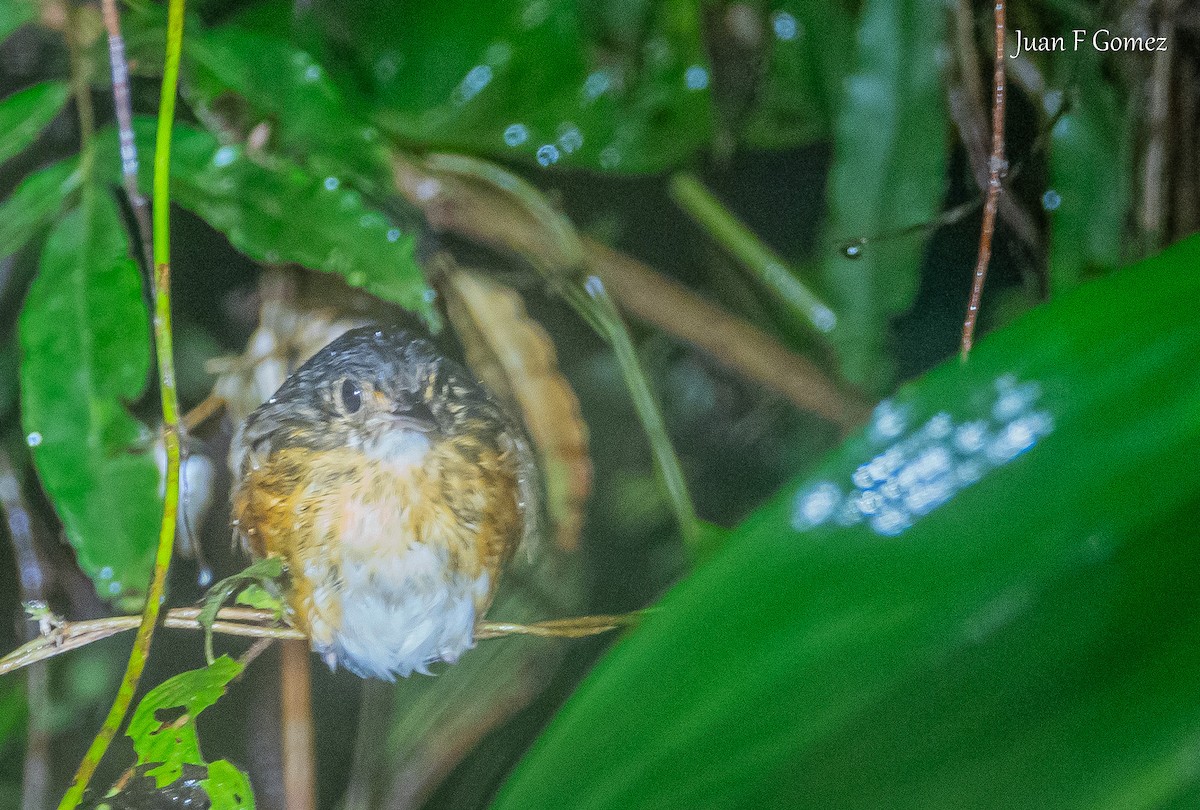 Thicket Antpitta - ML645825121