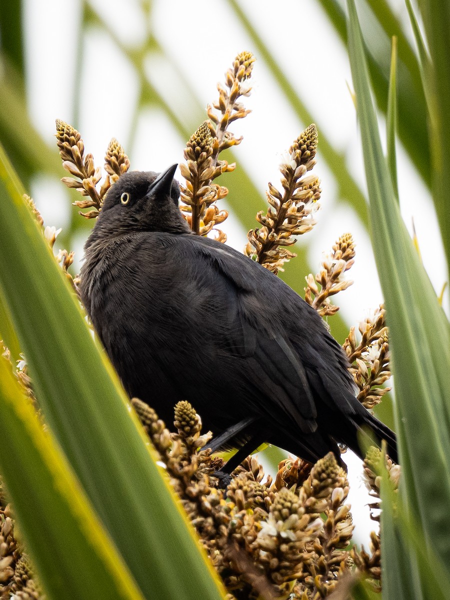 コクロムクドリモドキ - ML645825133