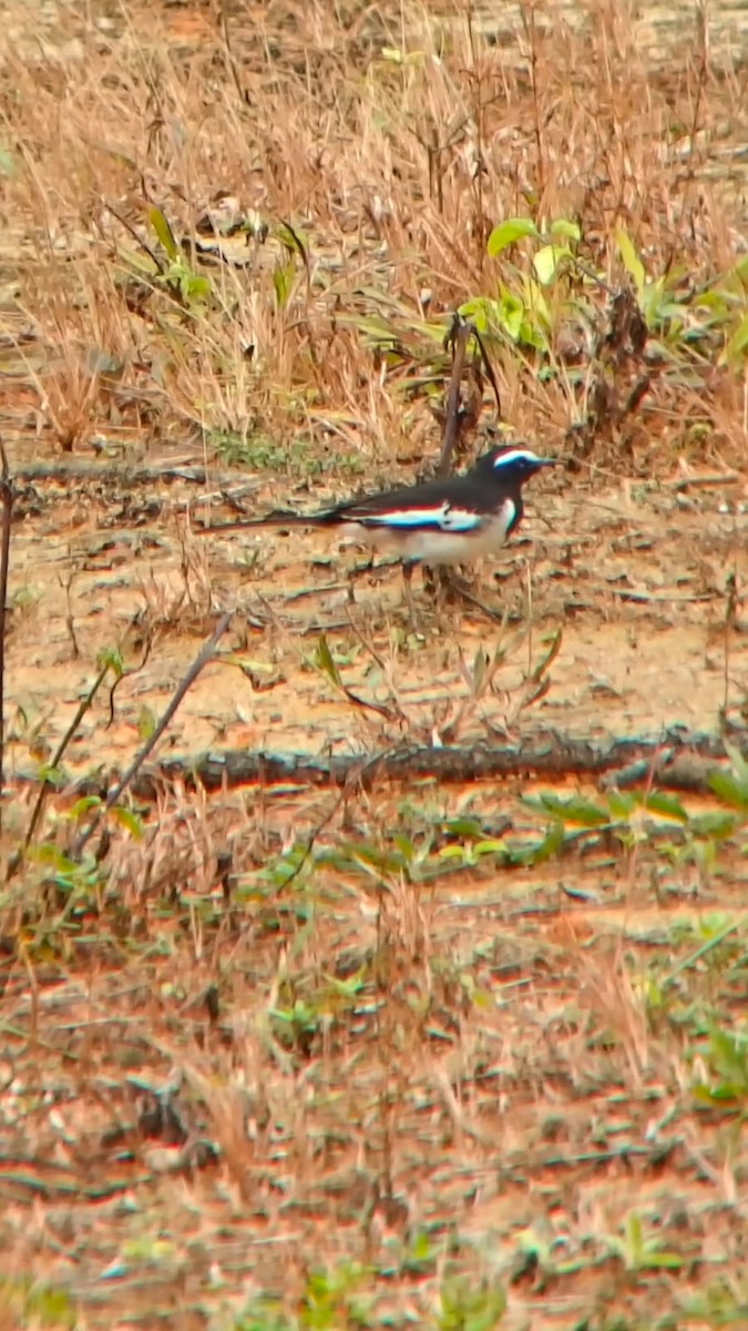 Bergeronnette indienne - ML645825135