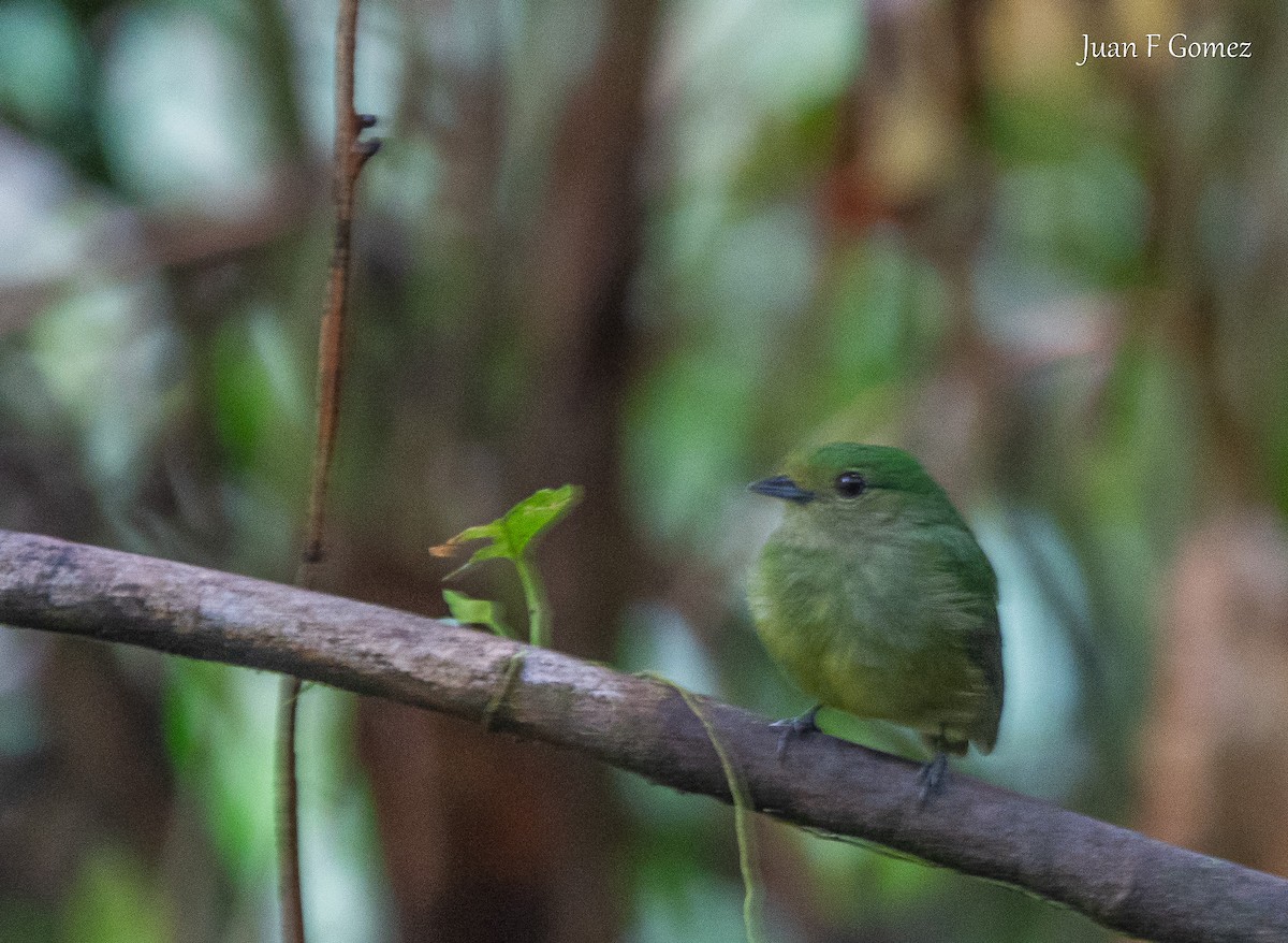Velvety Manakin - ML645825136
