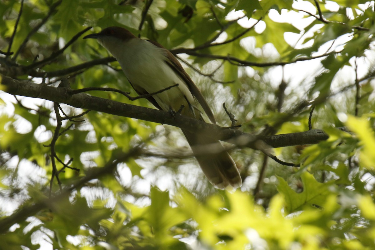 kukačka černozobá - ML645825141