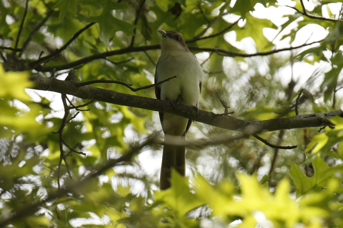 kukačka černozobá - ML645825142