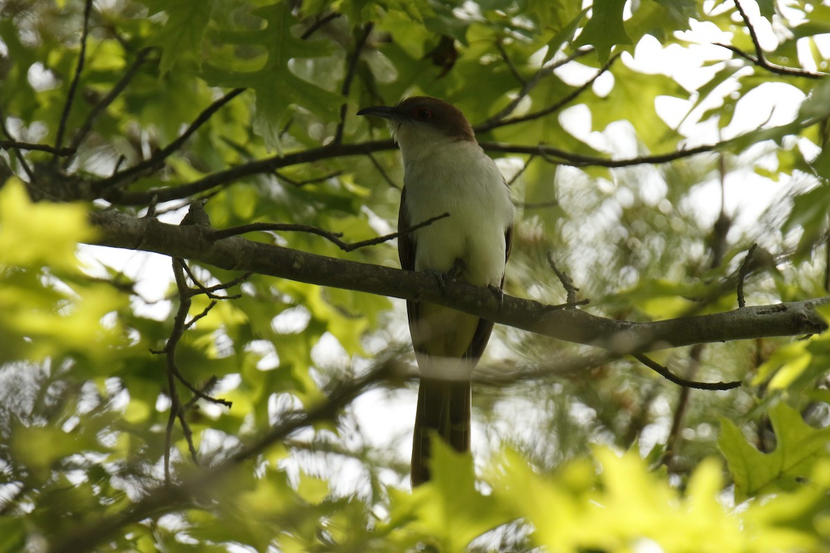 kukačka černozobá - ML645825143