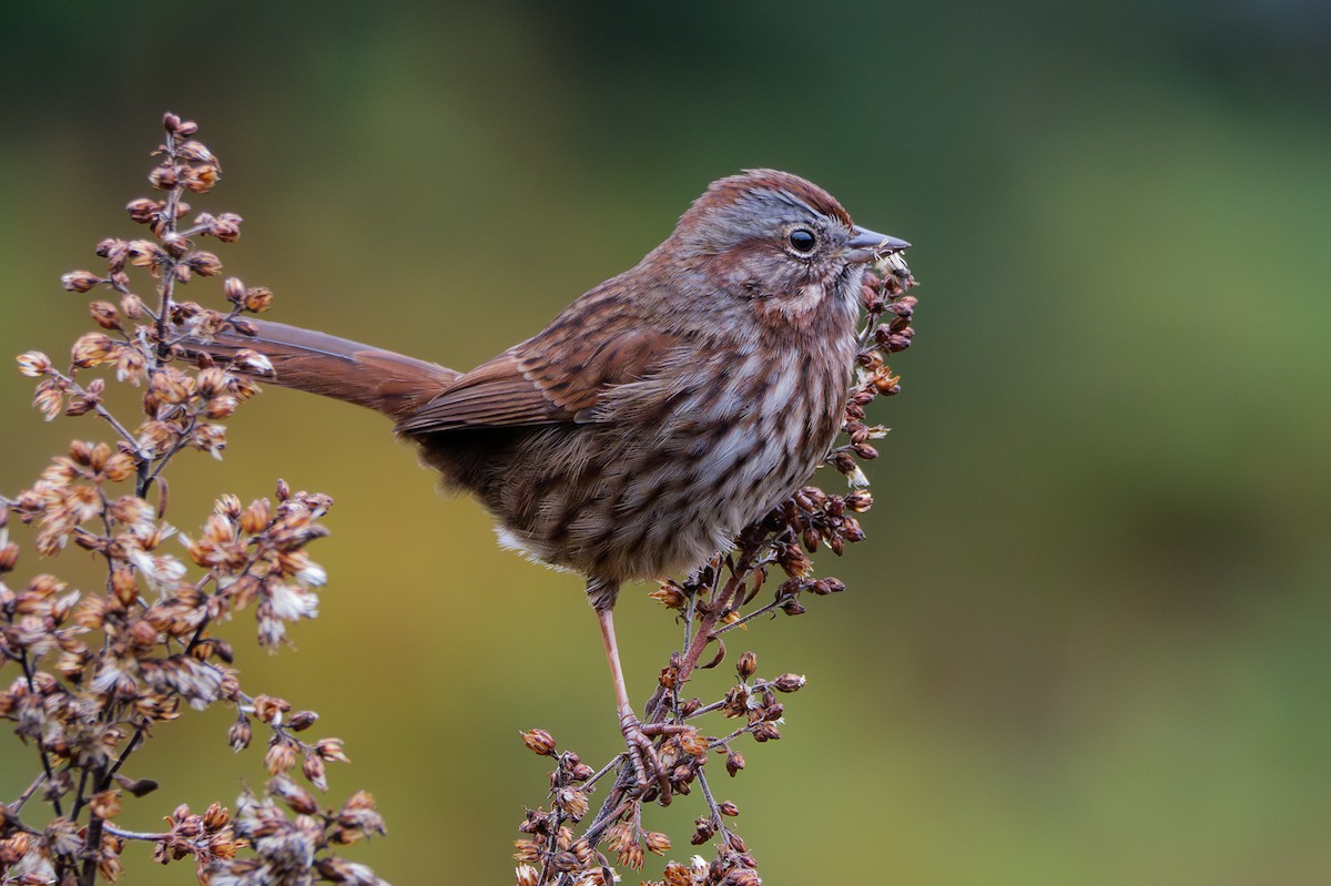 Song Sparrow - ML645825149