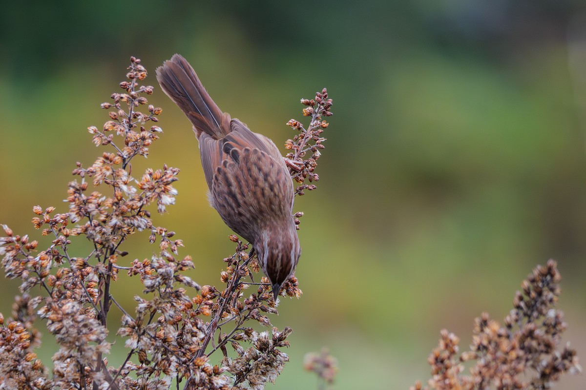 Song Sparrow - ML645825150