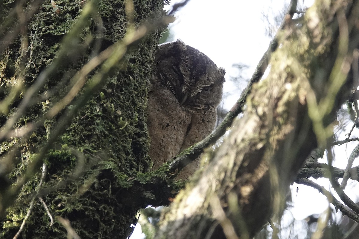 Sunda Scops-Owl - ML645825159