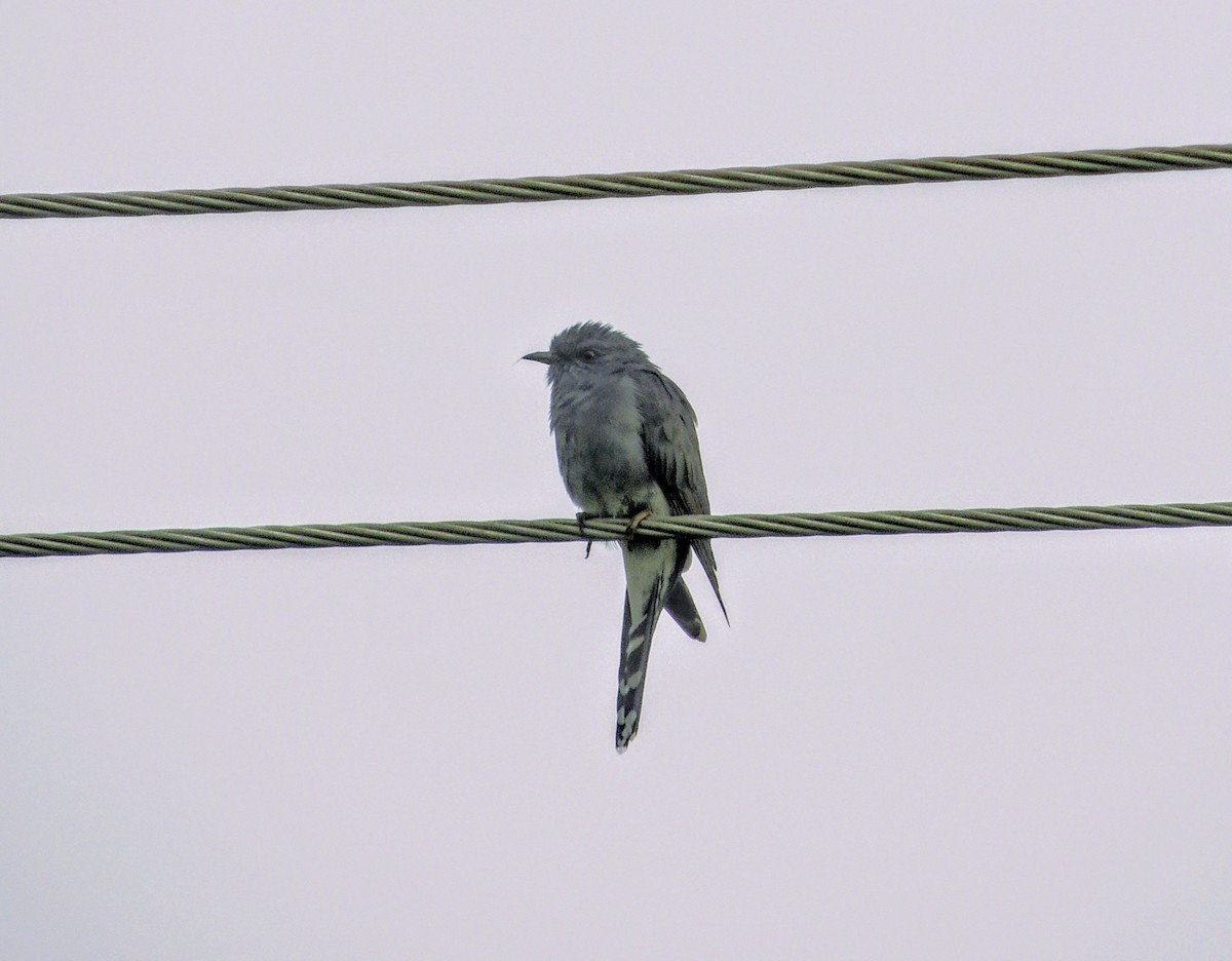 ハイバラカッコウ - ML645825161