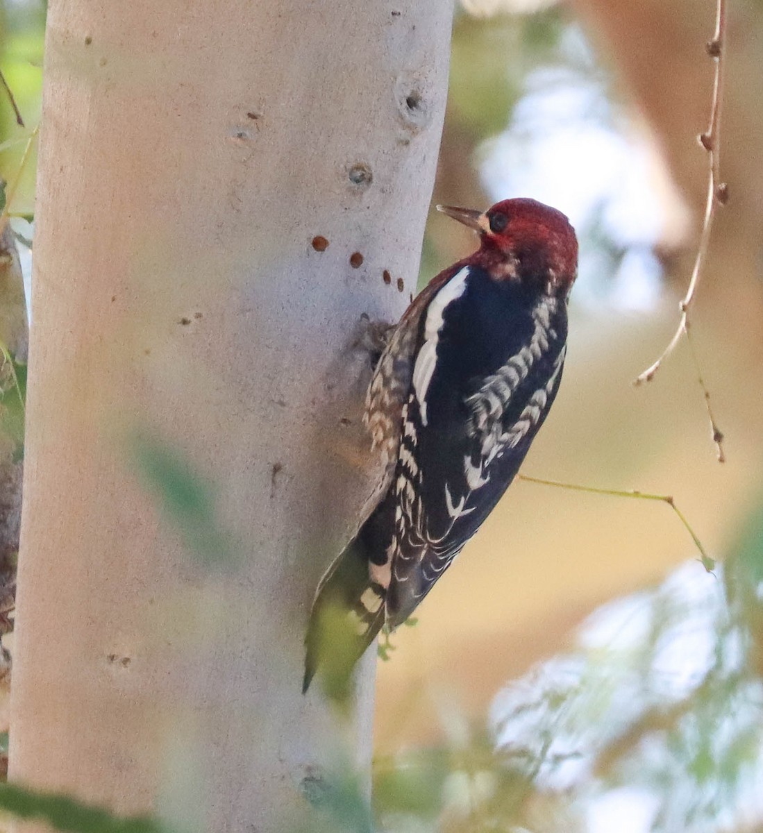 ムネアカシルスイキツツキ - ML645825163