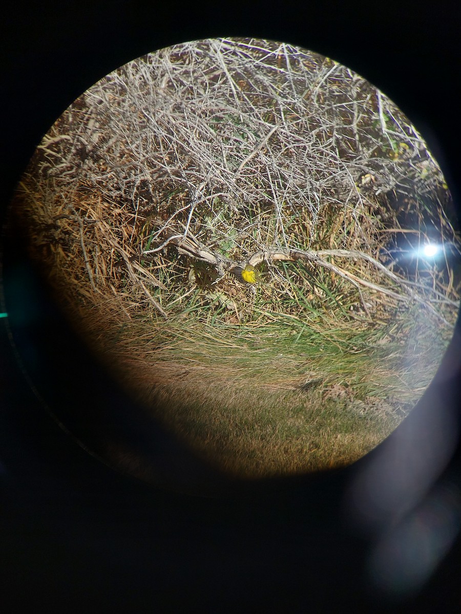 チャスジアメリカムシクイ - ML645825164