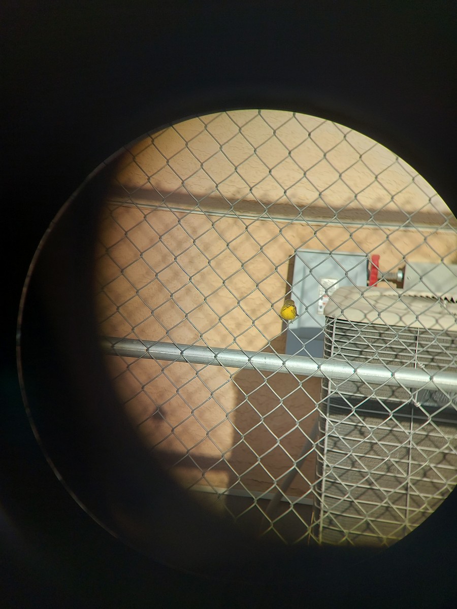 チャスジアメリカムシクイ - ML645825166