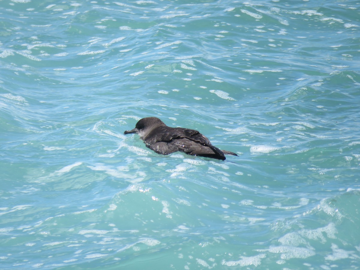 ハシボソミズナギドリ - ML645825167