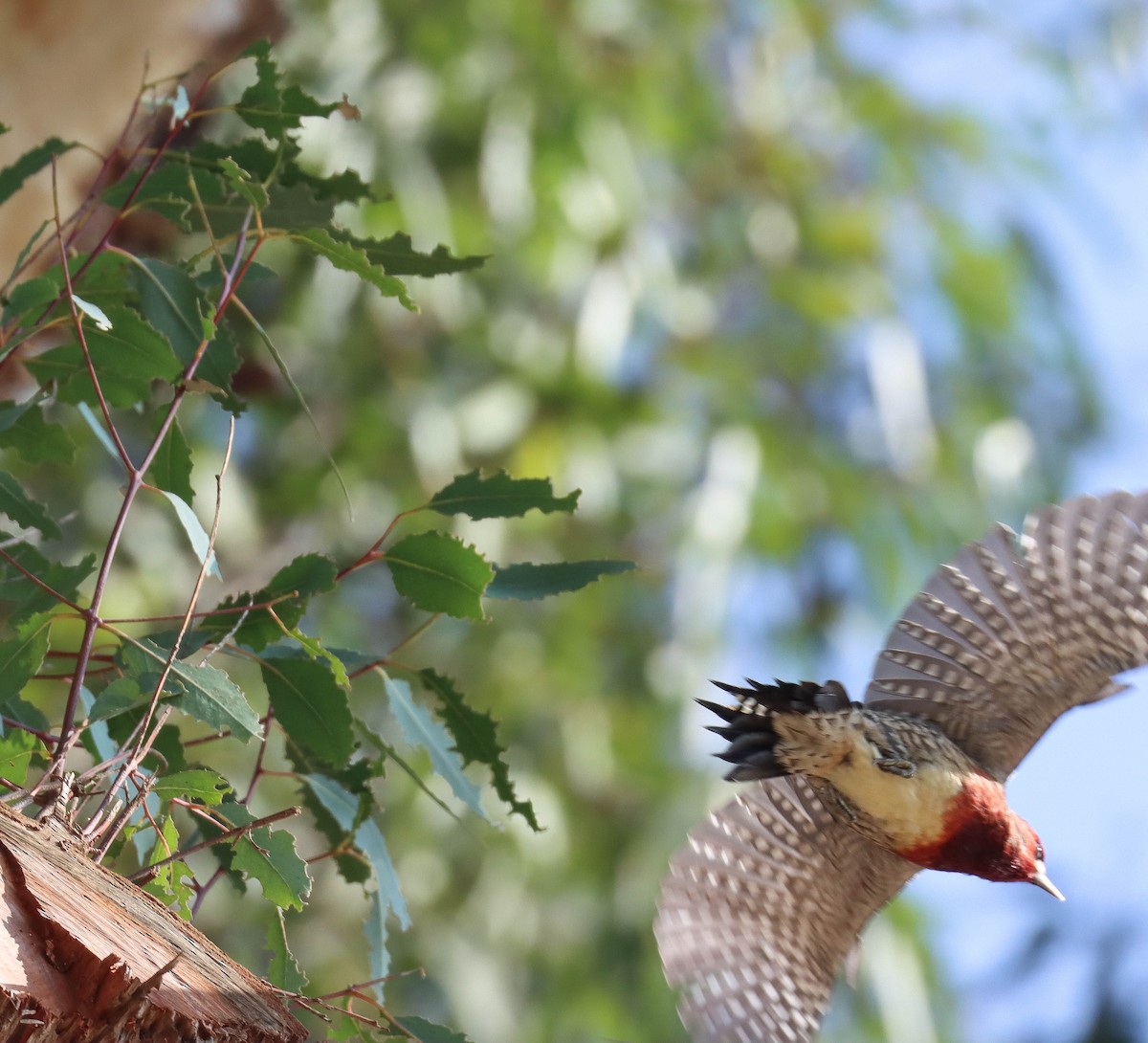 ムネアカシルスイキツツキ - ML645825170