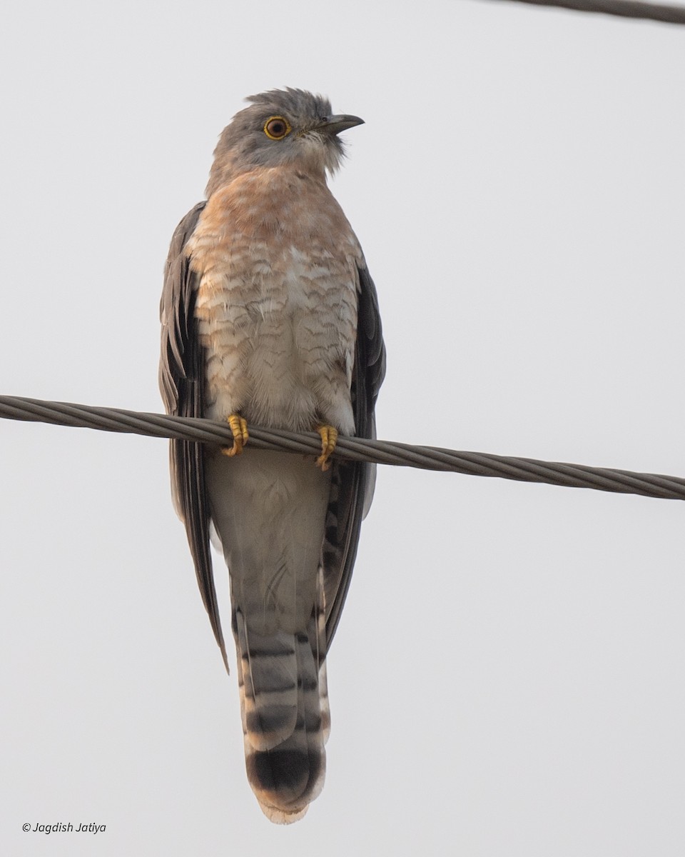 ハイタカジュウイチ - ML645825171