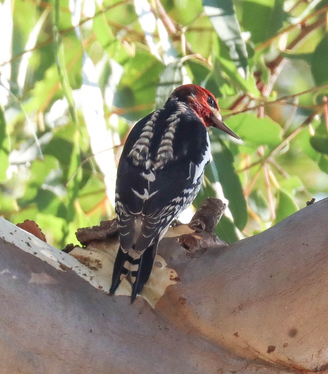 ムネアカシルスイキツツキ - ML645825172