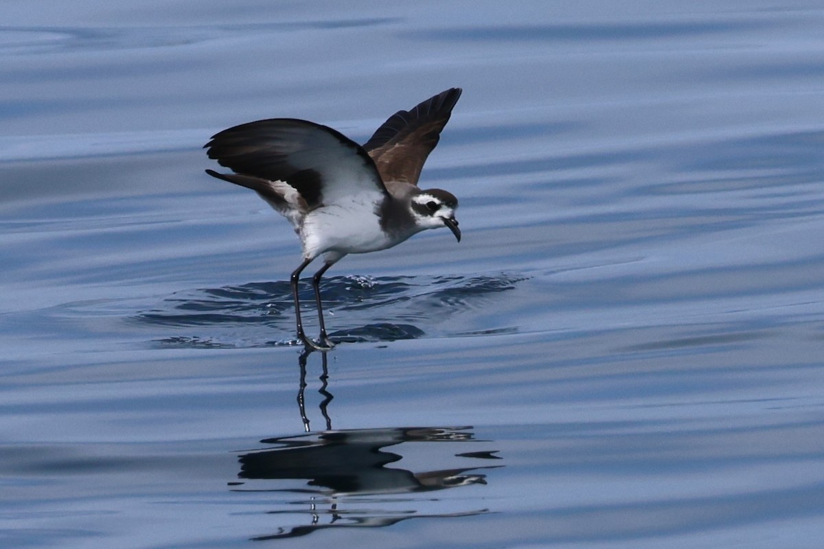 カオジロウミツバメ - ML645825174