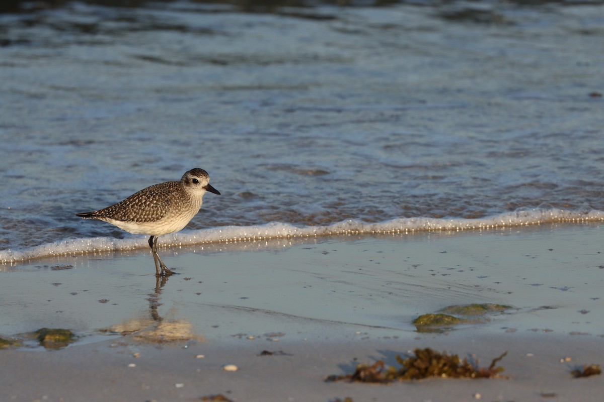 ダイゼン - ML645825175