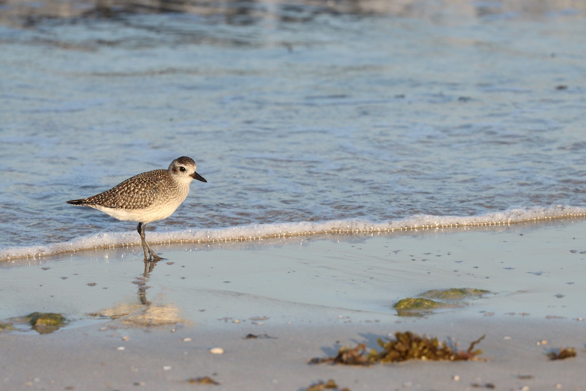 ダイゼン - ML645825177