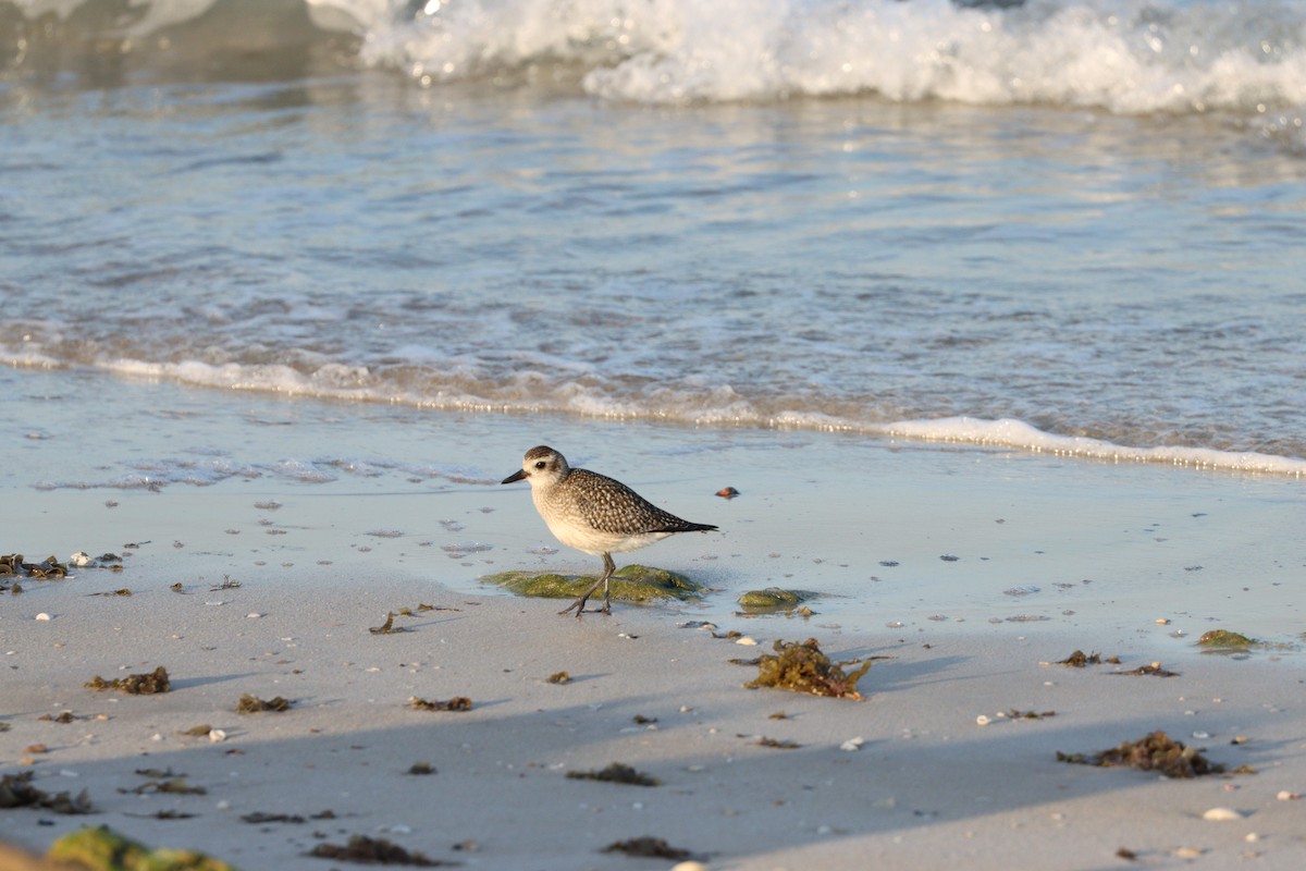 ダイゼン - ML645825179