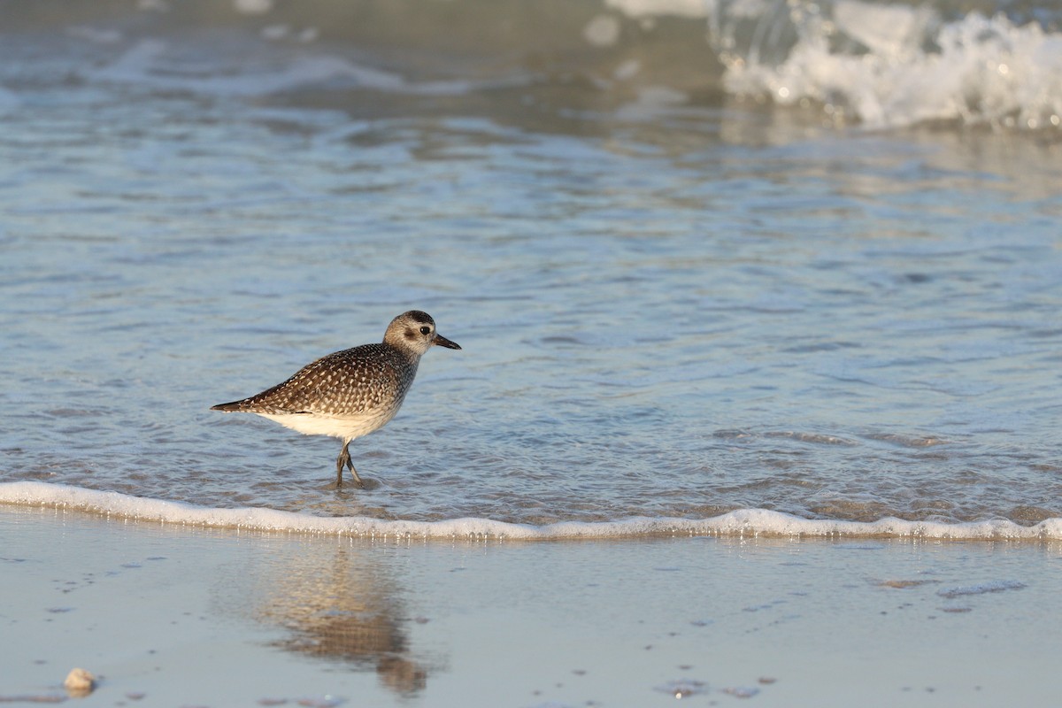 ダイゼン - ML645825180