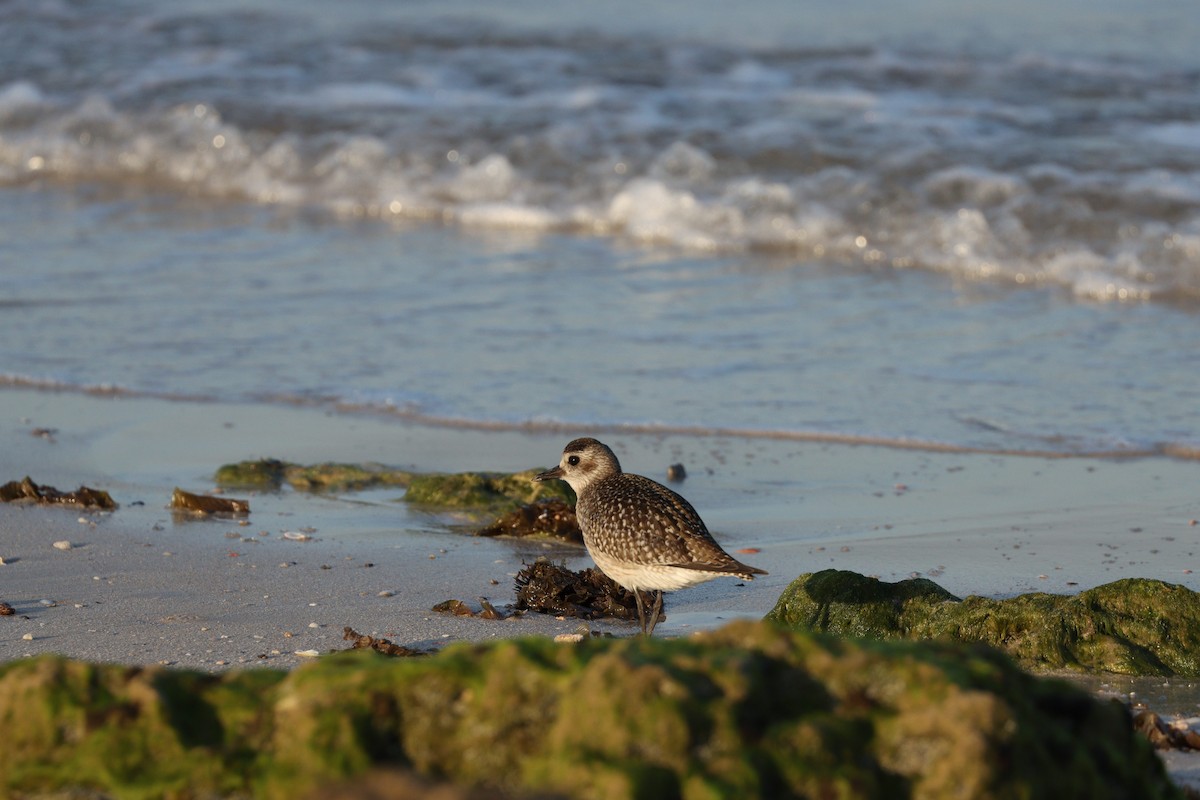 ダイゼン - ML645825181