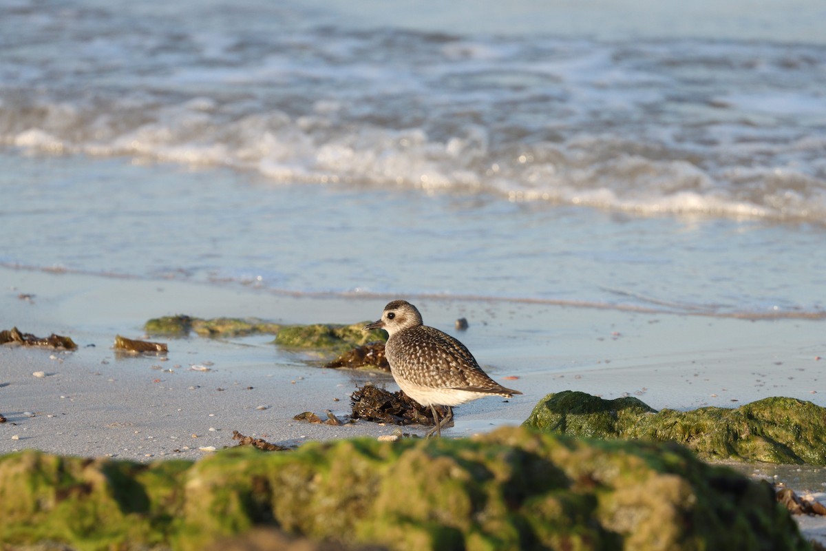 ダイゼン - ML645825182