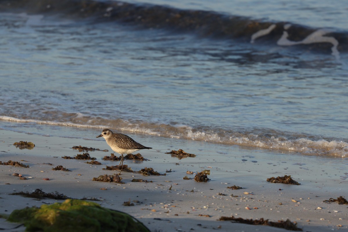 ダイゼン - ML645825183