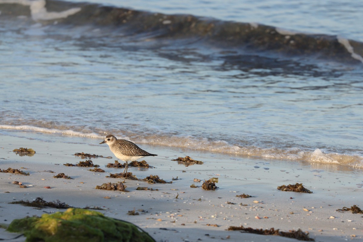 ダイゼン - ML645825184