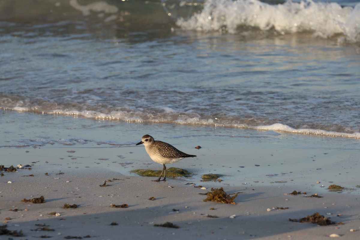 ダイゼン - ML645825185