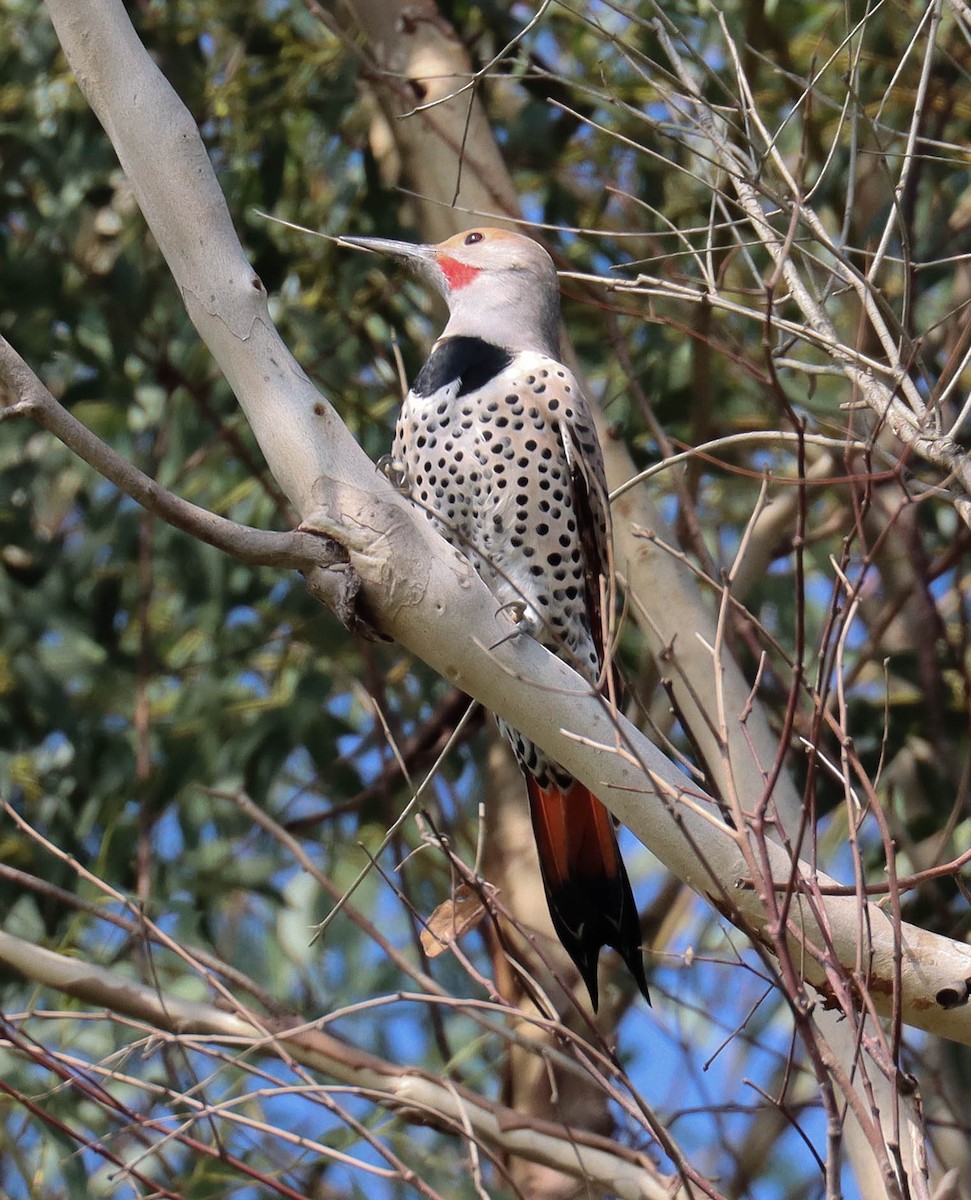 ハシボソキツツキ（cafer グループ） - ML645825188