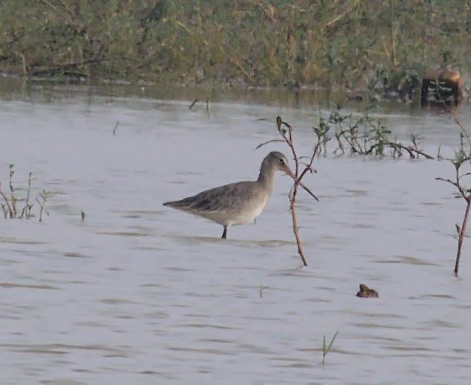 オグロシギ - ML645825189