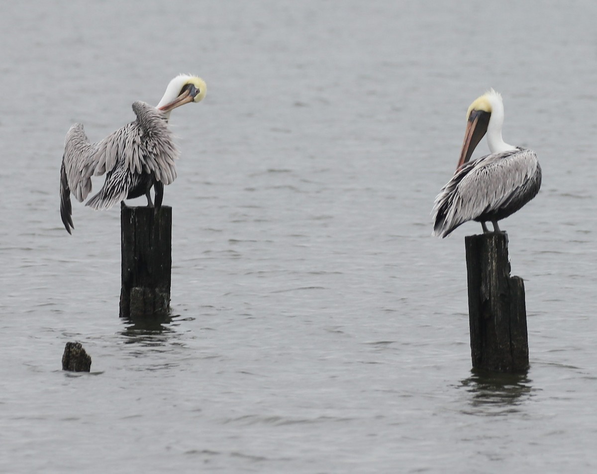 カッショクペリカン - ML645825190