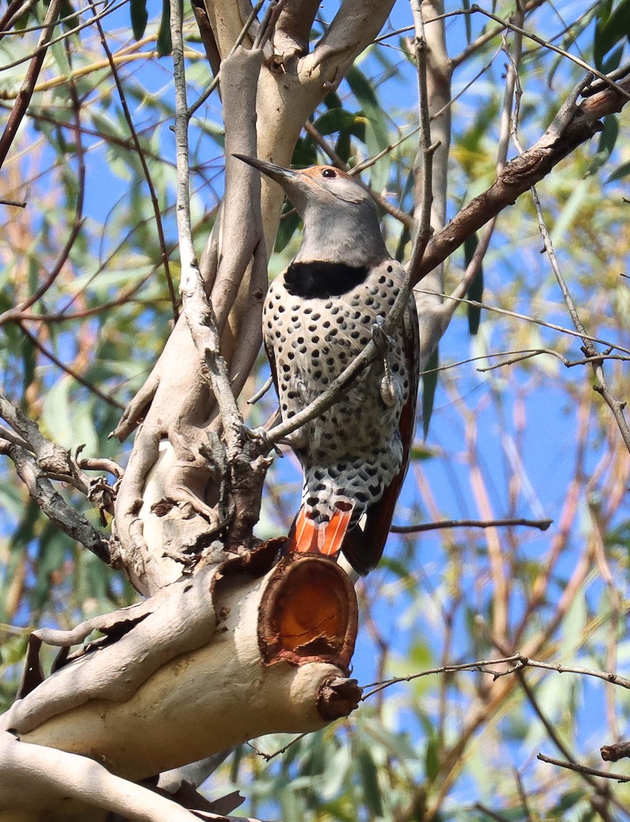 ハシボソキツツキ（cafer グループ） - ML645825191