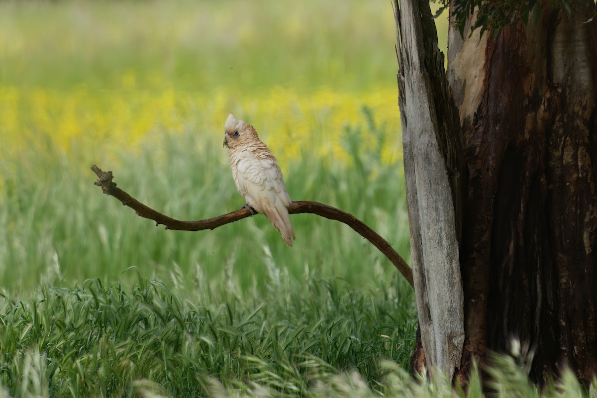 ヒメテンジクバタン - ML645825193