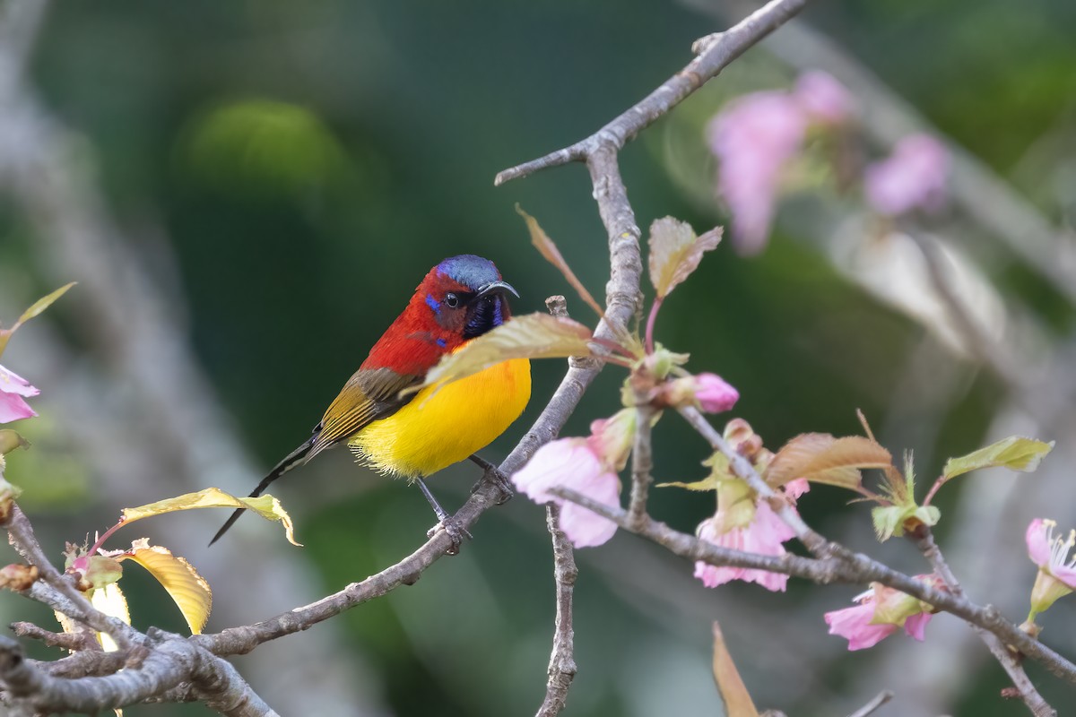 ルリオタイヨウチョウ - ML645825195