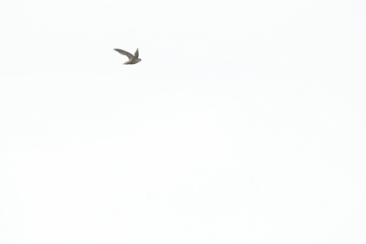 Chimney Swift - ML645825199