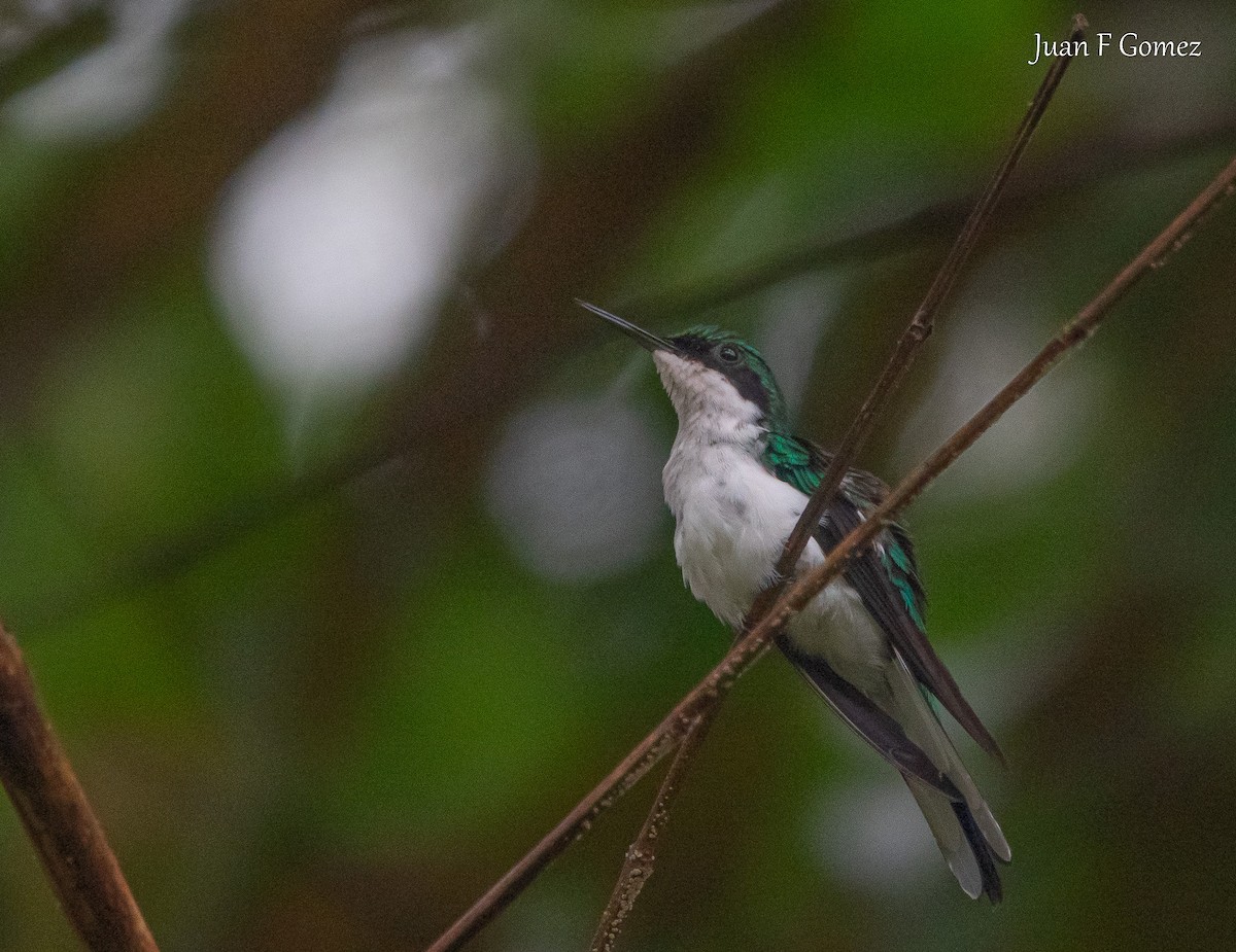 Purple-crowned Fairy - ML645825204