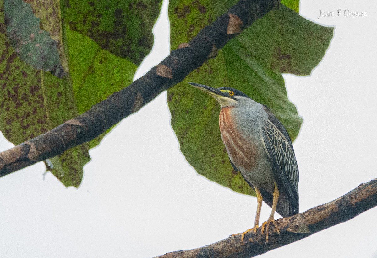 Striated Heron - ML645825213